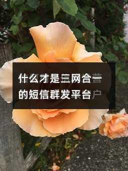 ʲôW(wng)һĶȺl(f)ƽ_