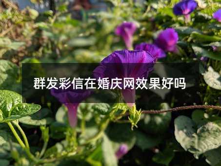 Ⱥl(f)ڻcW(wng)ЧÆ