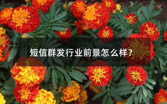 短信群發(fā)行業(yè)前景怎么樣?