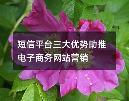 短信平臺(tái)三大優(yōu)勢(shì)助推電子商務(wù)網(wǎng)站營銷