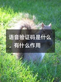 Z(y)(yn)Caʲôʲô
