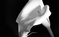 Ԫ(ji)i(dng)ͨƽQ