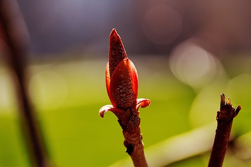 boVIPTףŃ(ni)