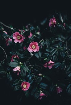 ƽ_(ti)ڽͨИI(y)ľw(yng)